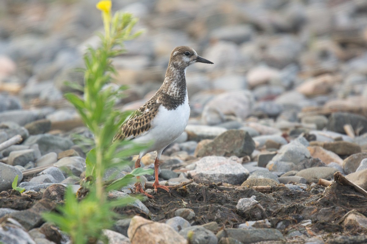 Ruddy Turnstone - ML311670031