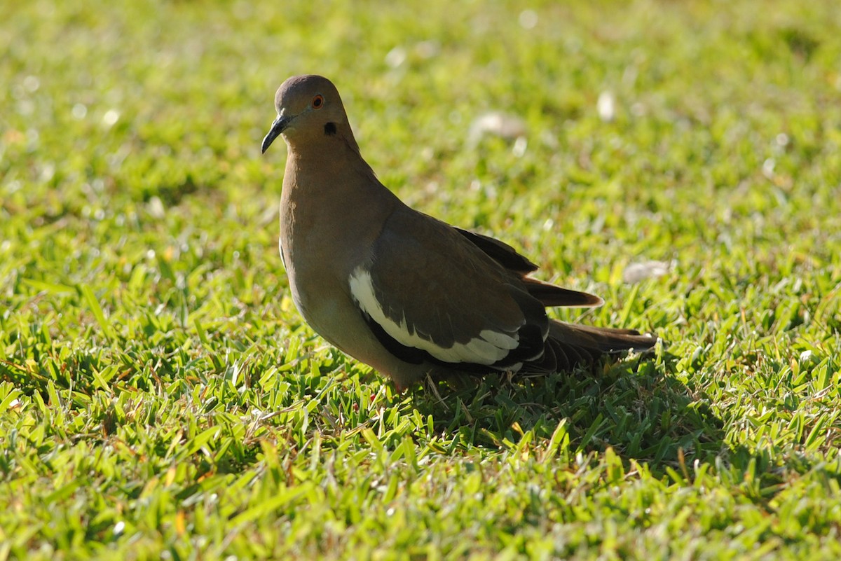 White-winged Dove - ML311671261