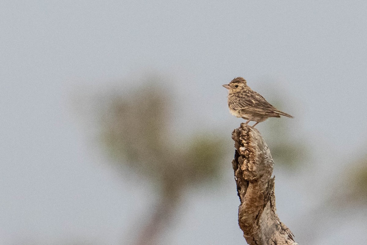 Singing Bushlark (Singing) - ML311672101