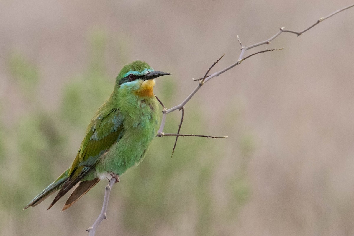 Blue-cheeked Bee-eater - Peter  Steward