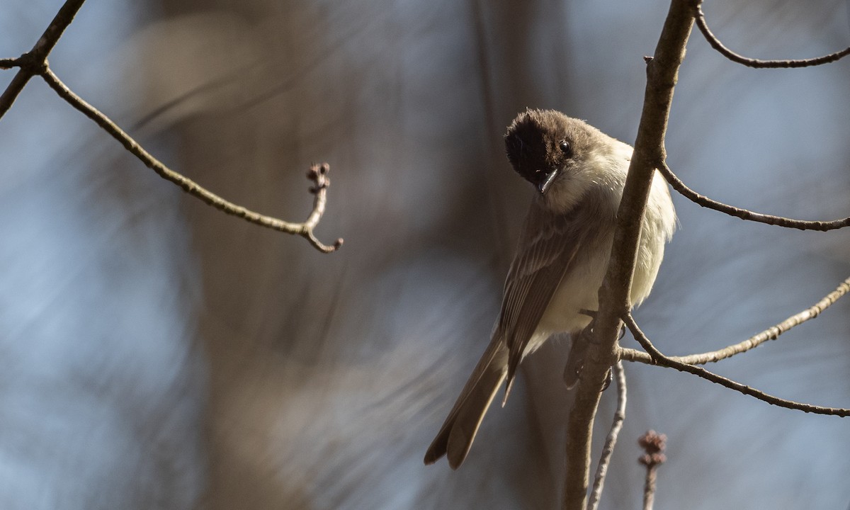 Eastern Phoebe - ML311673281