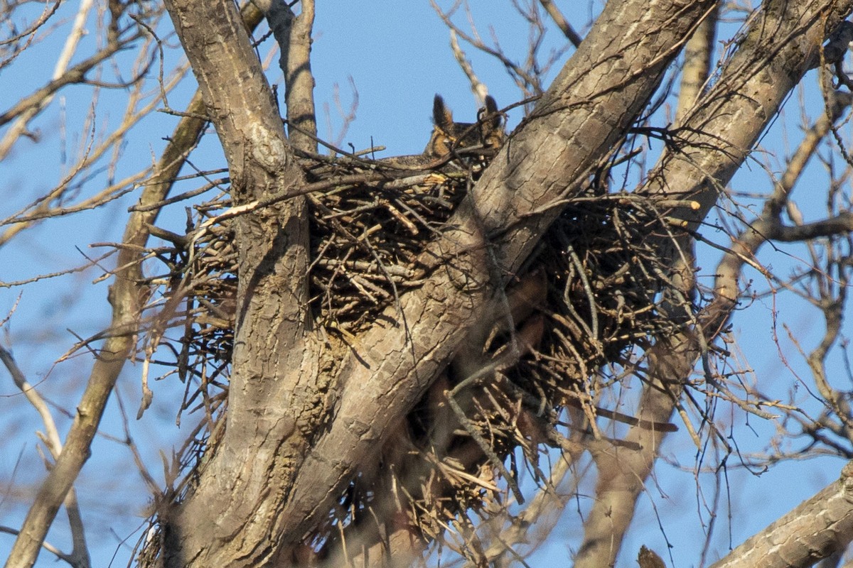 Great Horned Owl - ML311673351