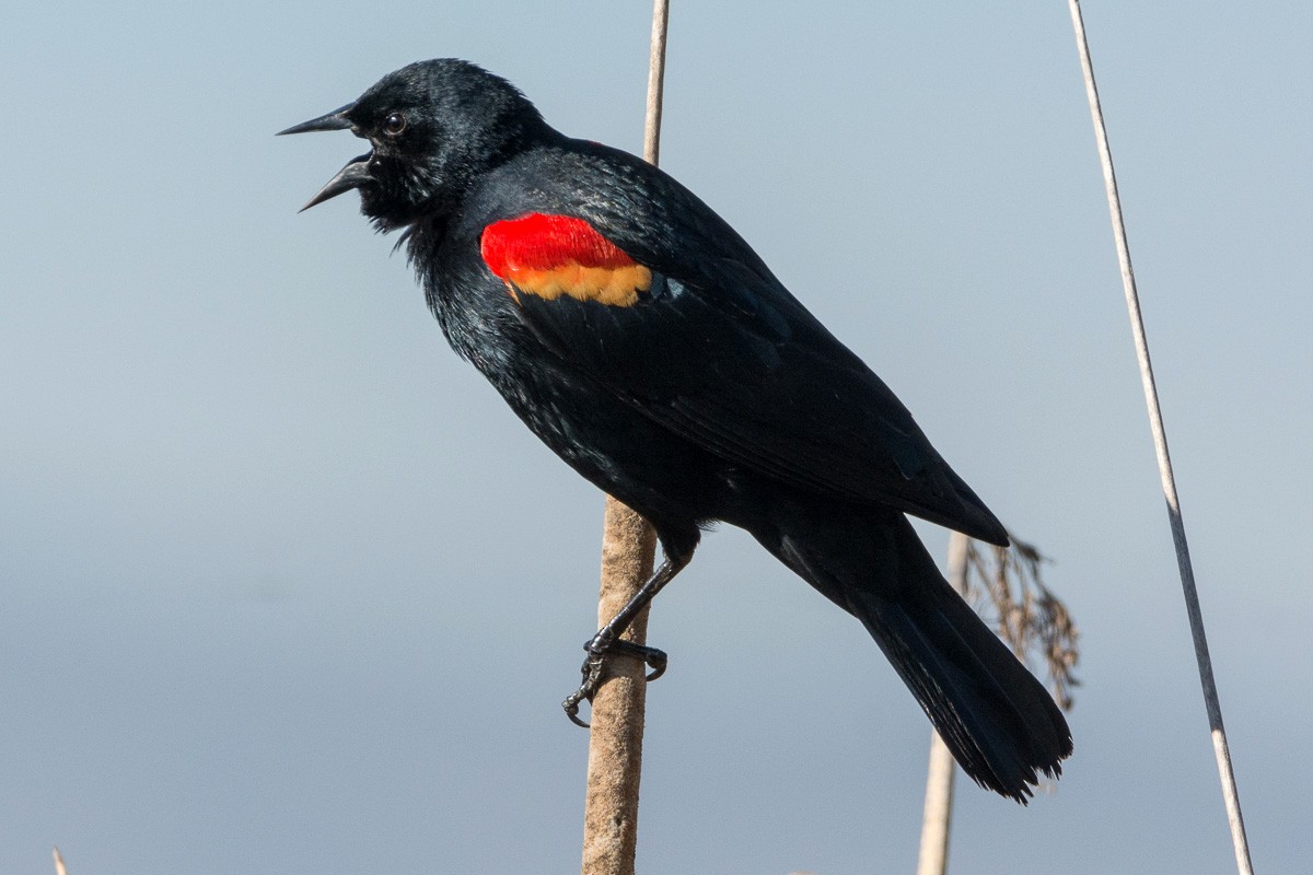 Red-winged Blackbird - Juan Miguel Artigas Azas