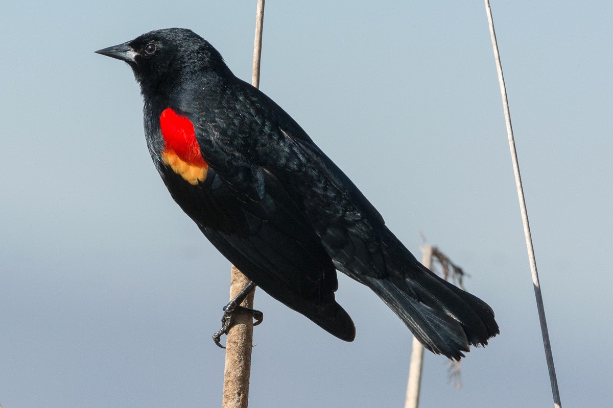 Red-winged Blackbird - ML311673791