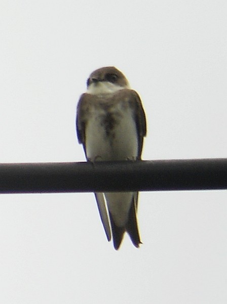 Bank Swallow - John Haire