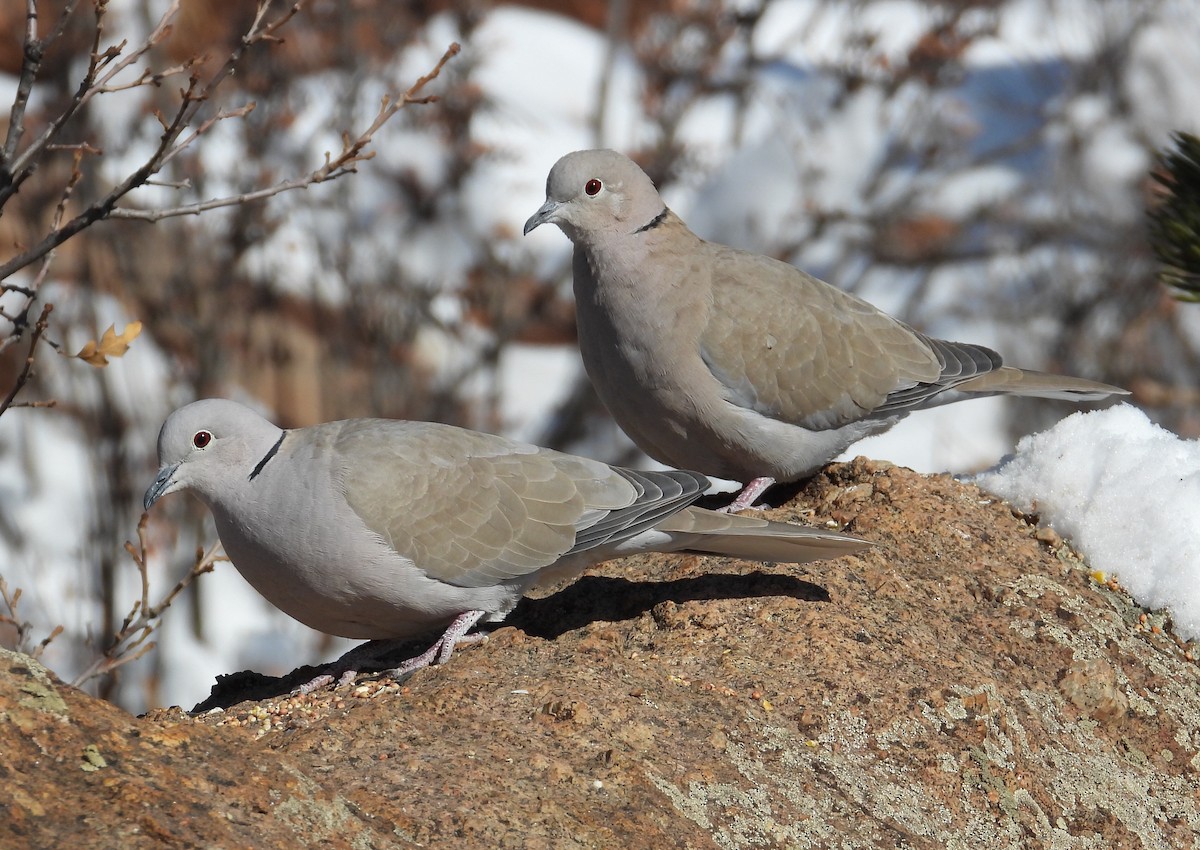 Eurasian Collared-Dove - ML311675891