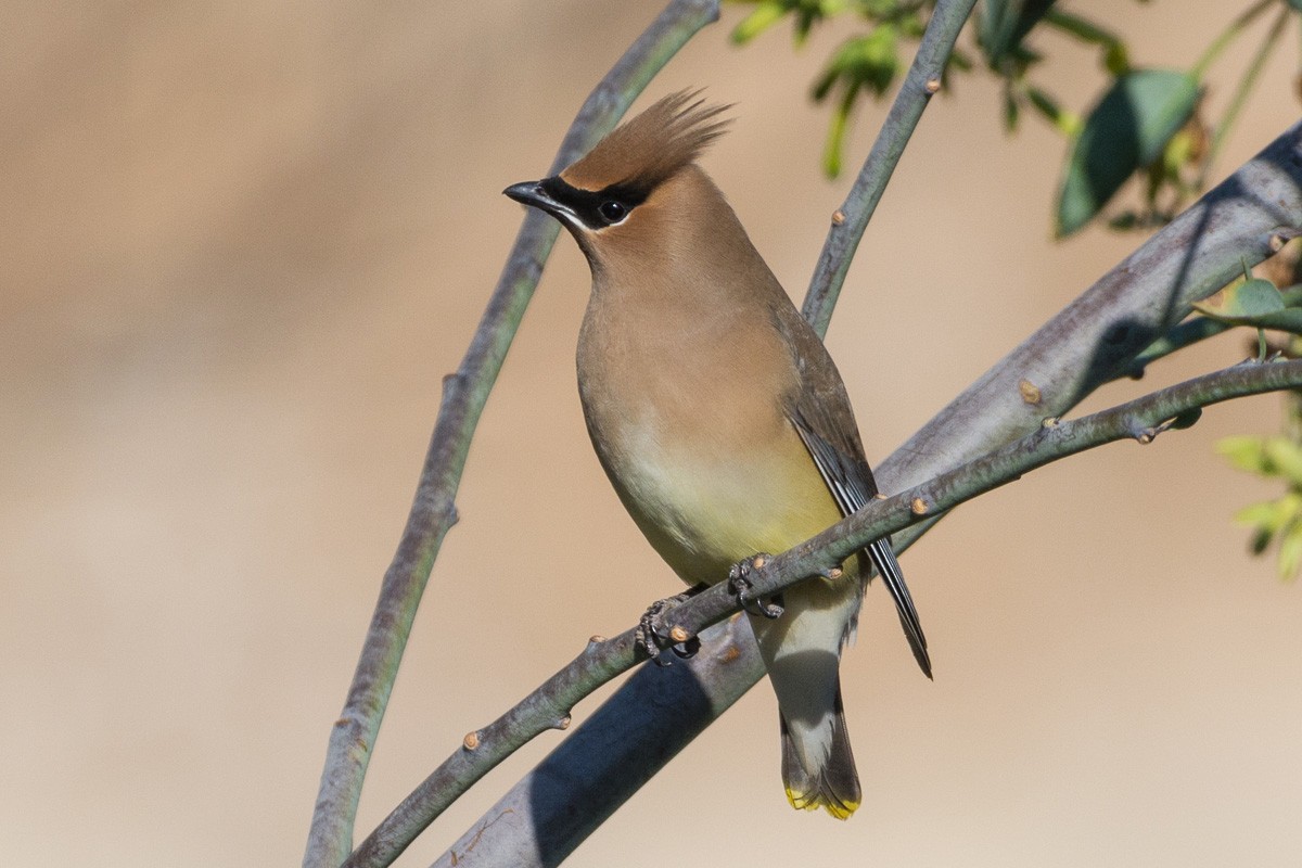 Cedar Waxwing - ML311676691