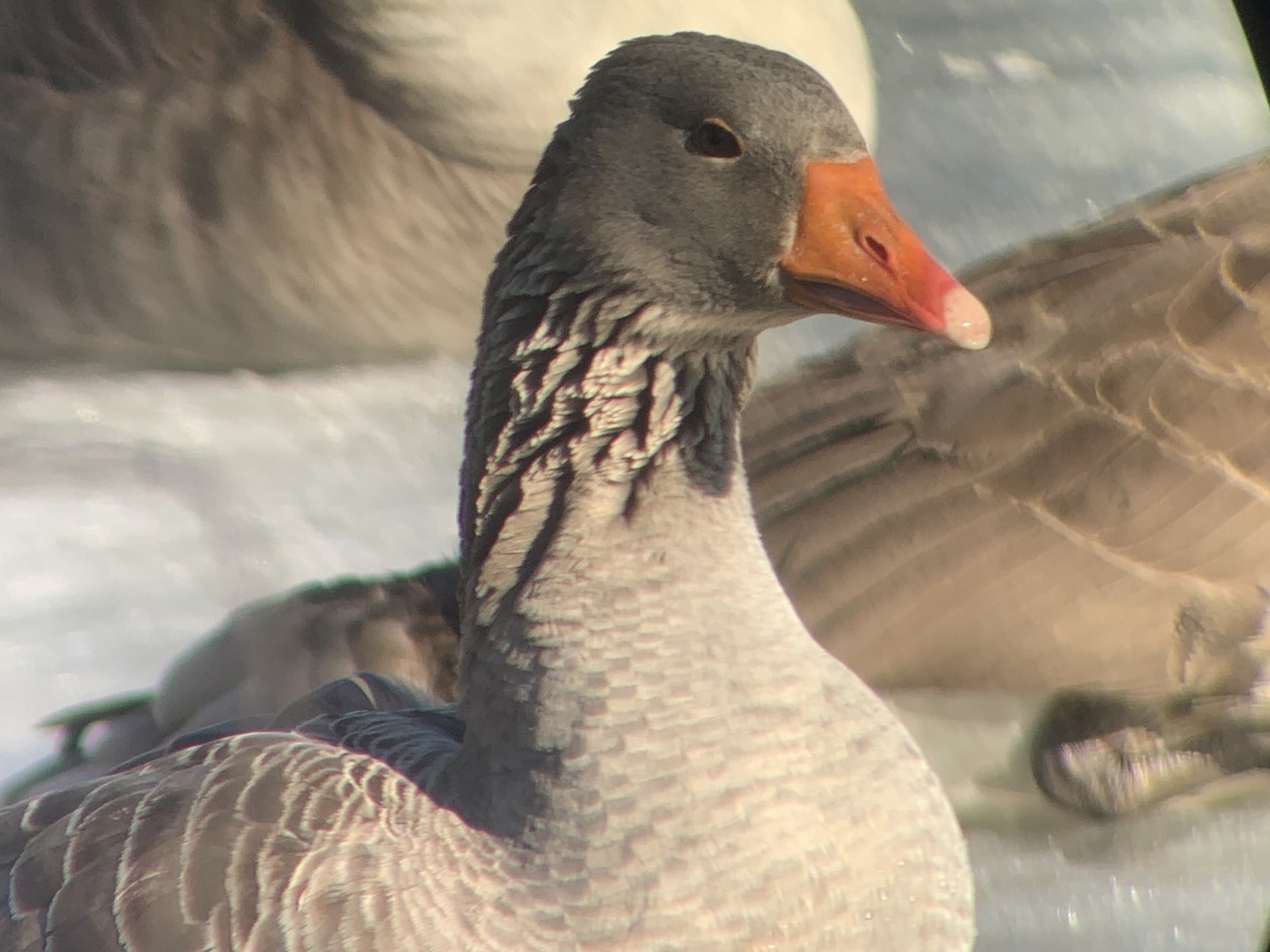 Gans, unbestimmt - ML311677191