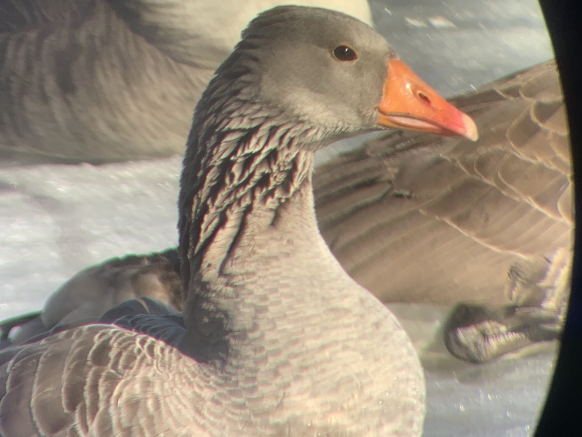 Gans, unbestimmt - ML311677241