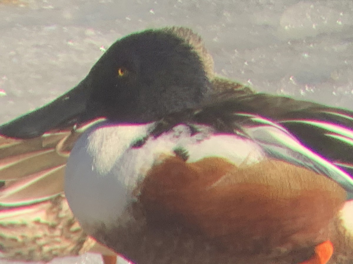 Northern Shoveler - David Bernstein