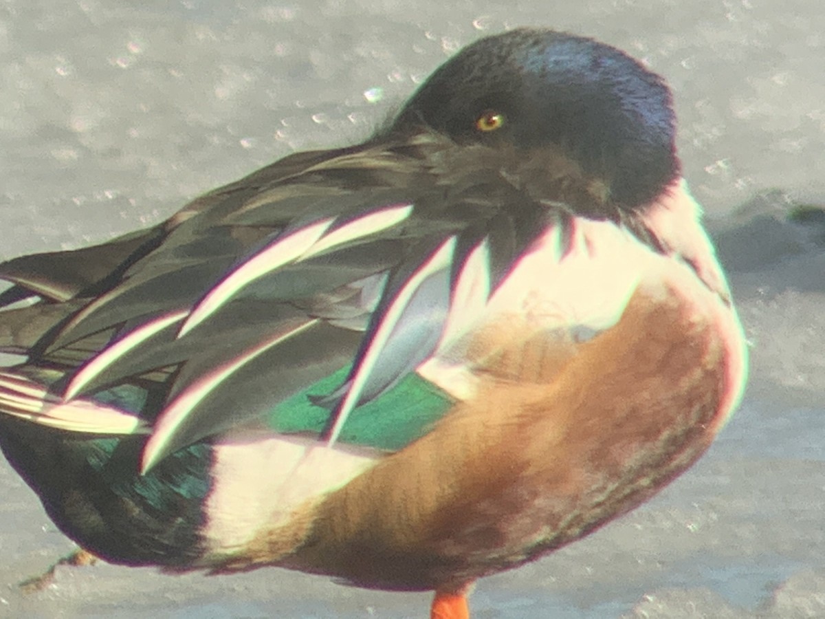 Northern Shoveler - ML311677431