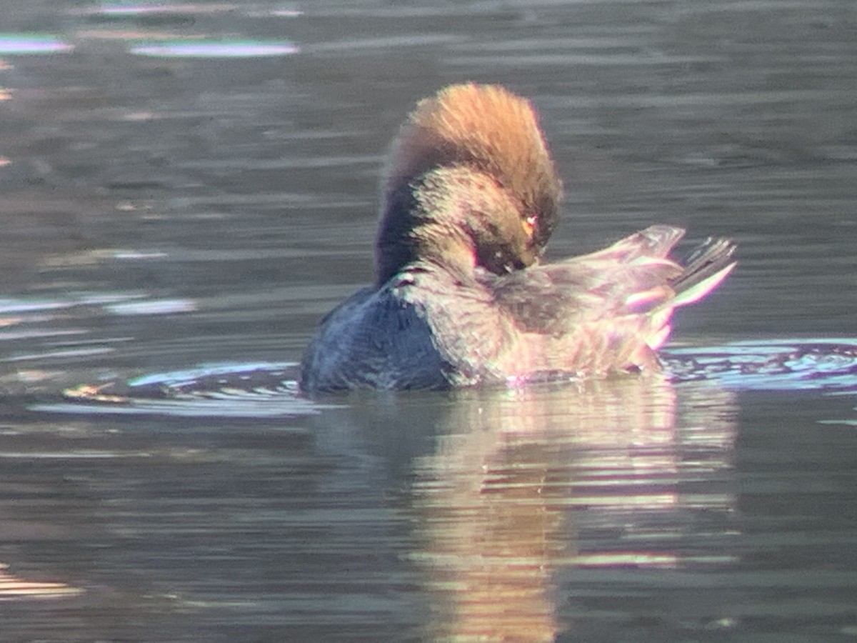 Hooded Merganser - ML311677681