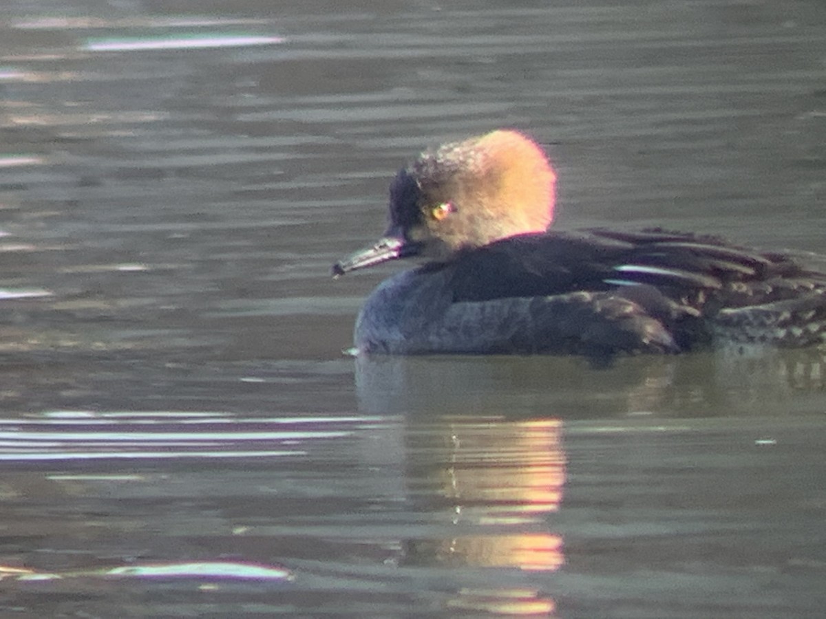 Hooded Merganser - ML311677691