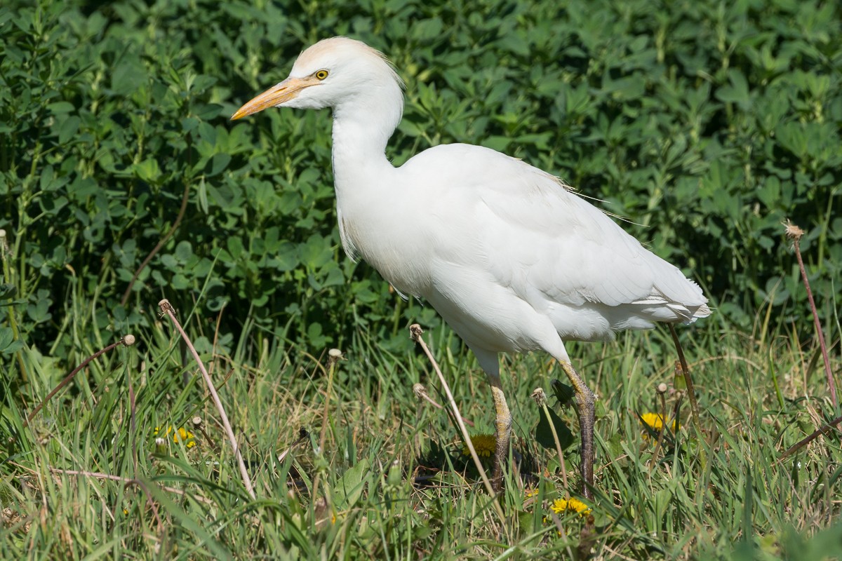 Western Cattle Egret - ML311677851