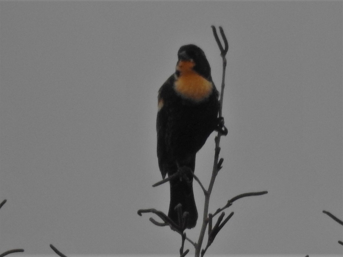 Red-winged Blackbird - Ronnie Hewlette