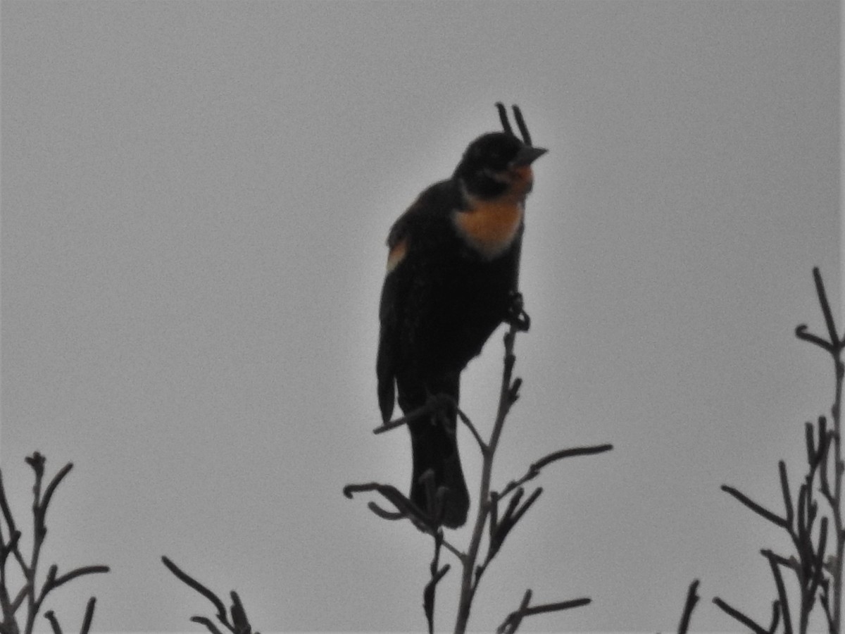 Red-winged Blackbird - ML311680381