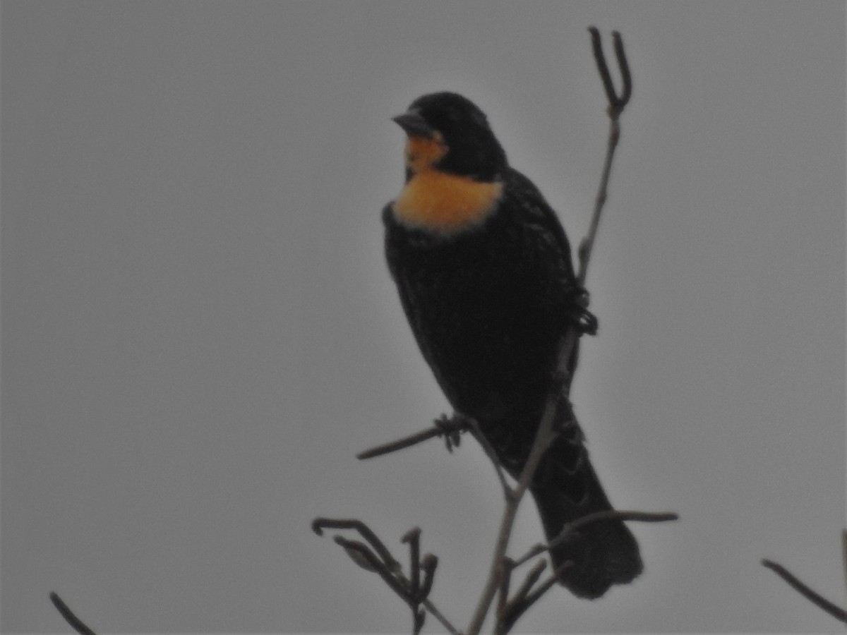 Red-winged Blackbird - ML311680401