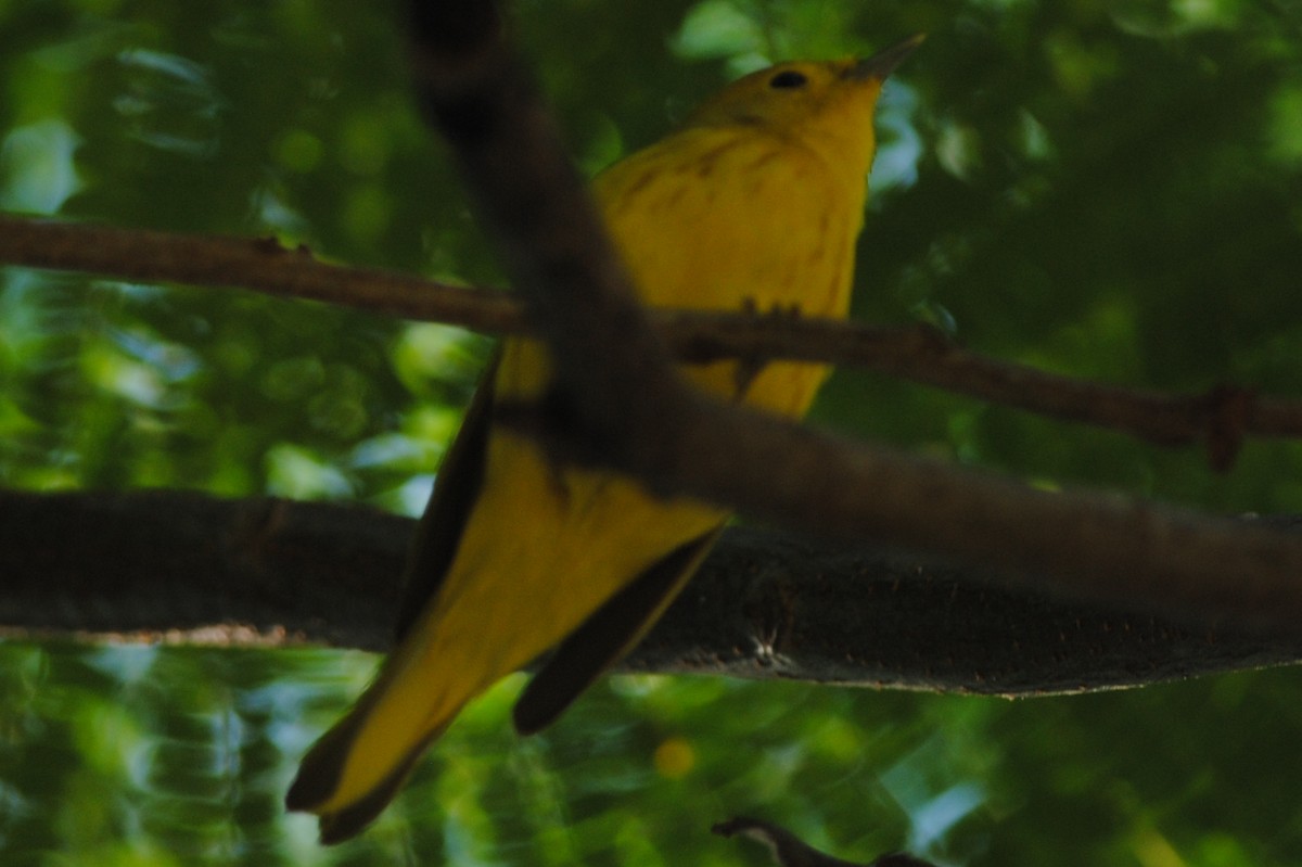 Yellow Warbler - ML311682201