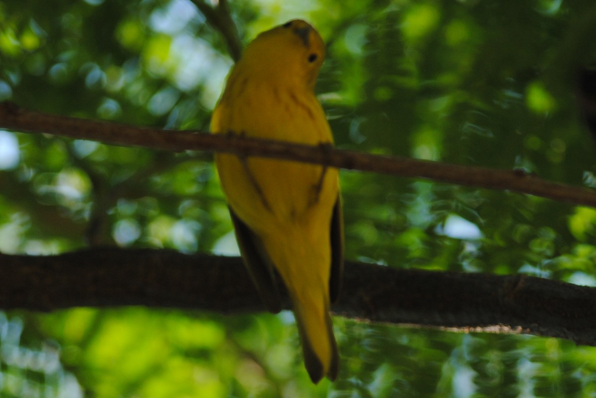 Yellow Warbler - ML311682251