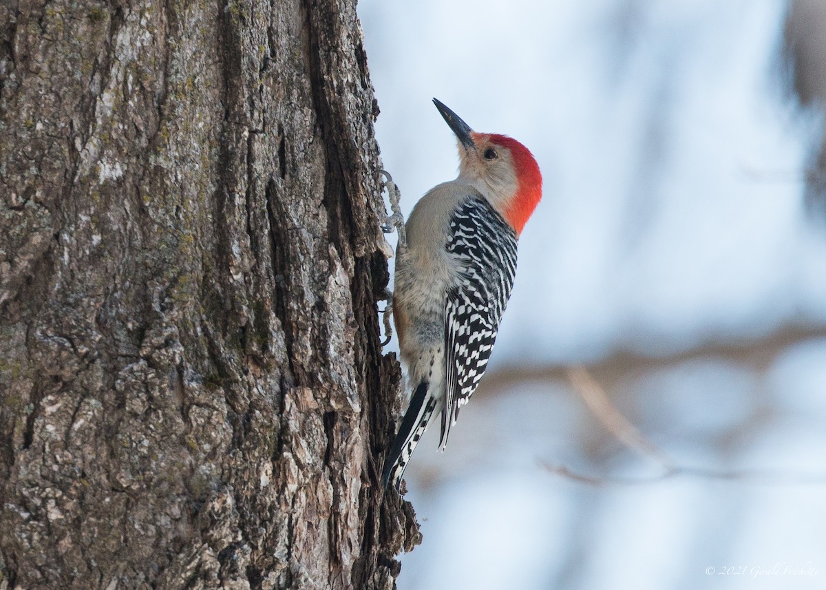 Red-bellied Woodpecker - Gérald Fréchette