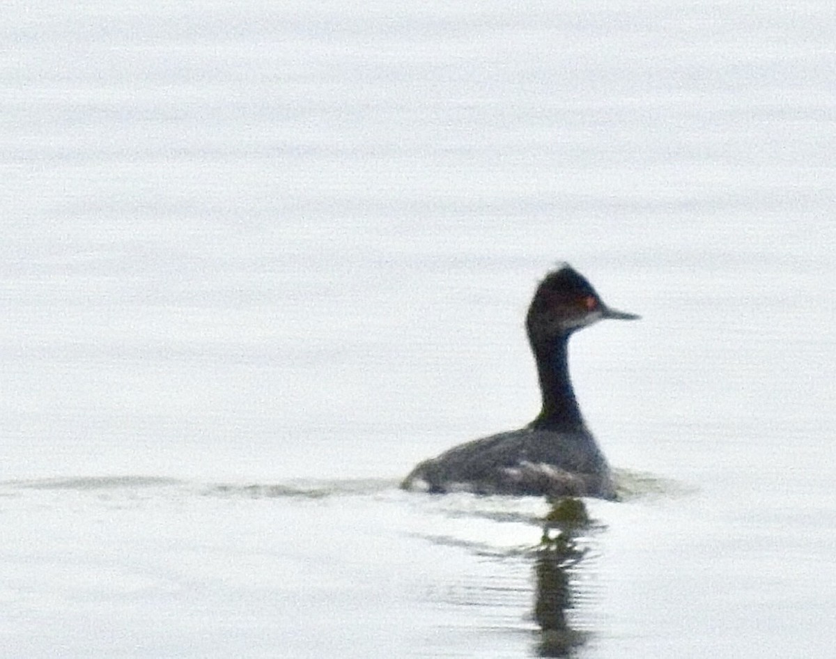 Eared Grebe - ML311683551