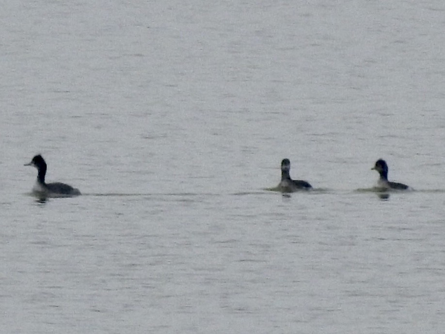 Eared Grebe - ML311683631