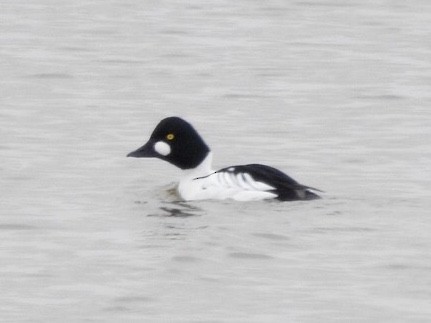 Common Goldeneye - ML311683711