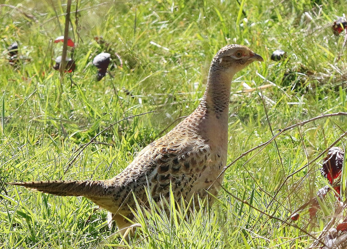 Ring-necked Pheasant - ML311683761