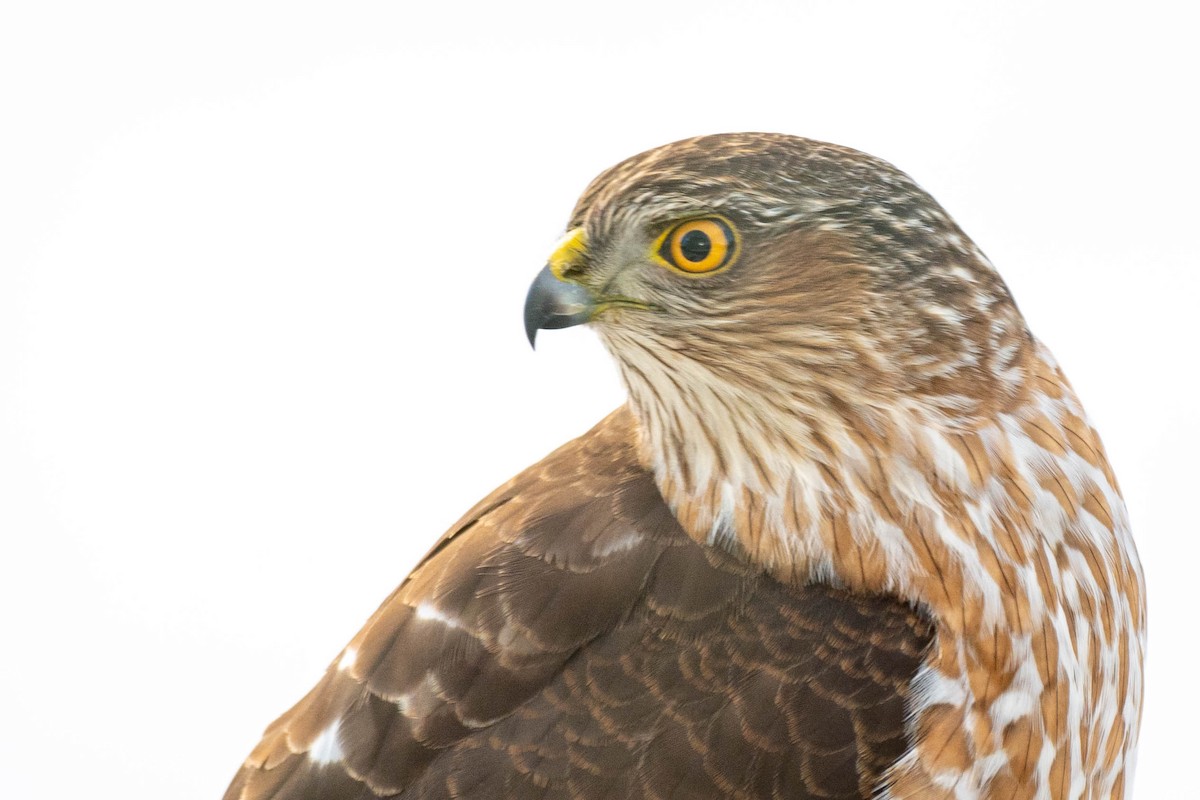 Sharp-shinned Hawk - ML311685051