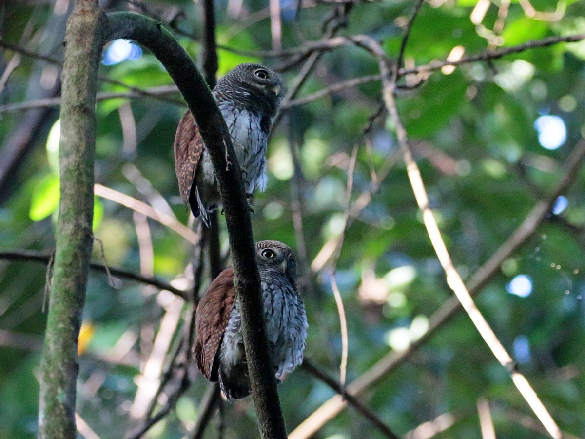 Chestnut-backed Owlet - ML311685321