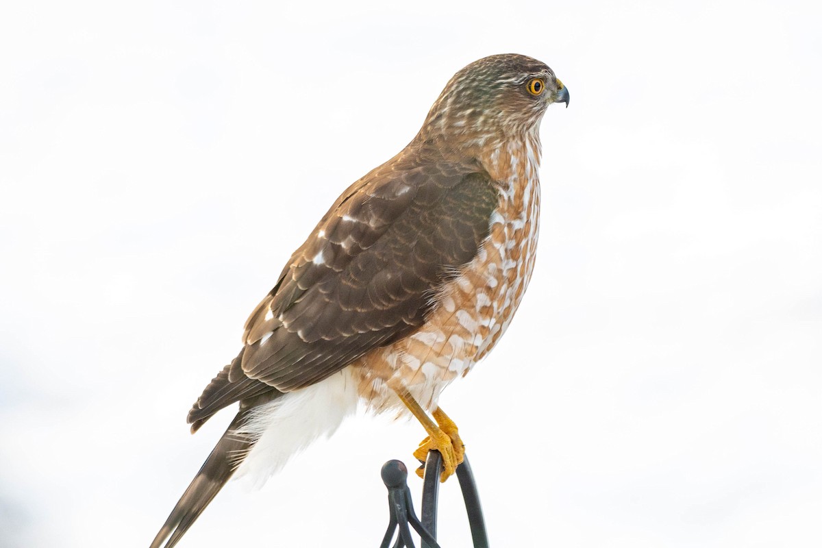 Sharp-shinned Hawk - ML311686131