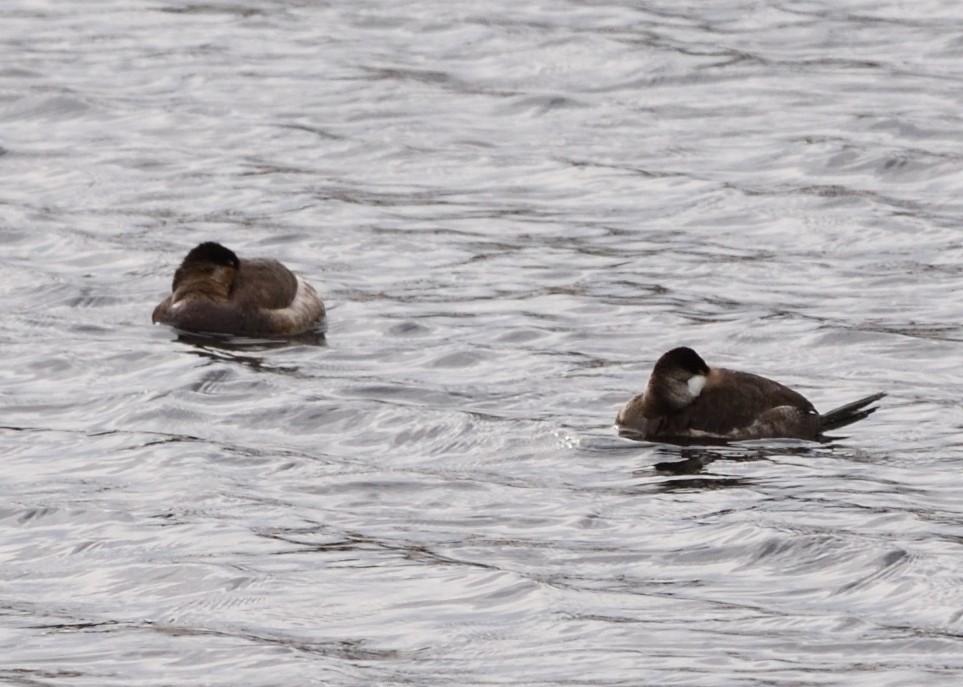 Ruddy Duck - Barbara Peck