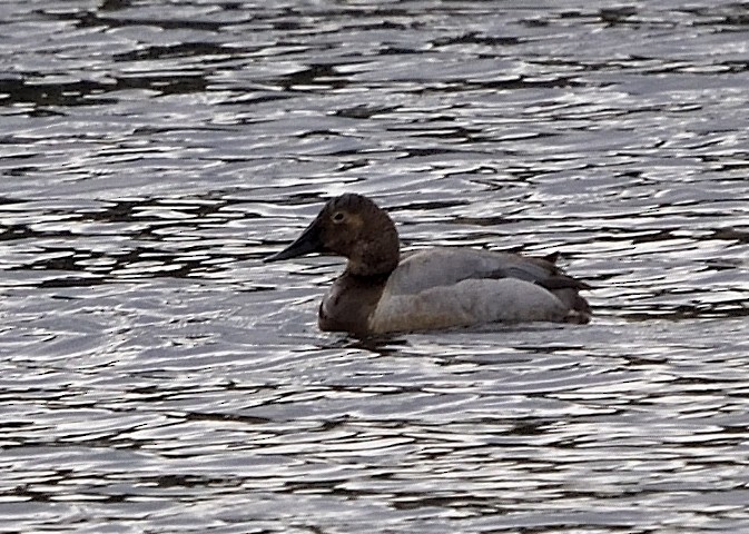 Canvasback - Barbara Peck