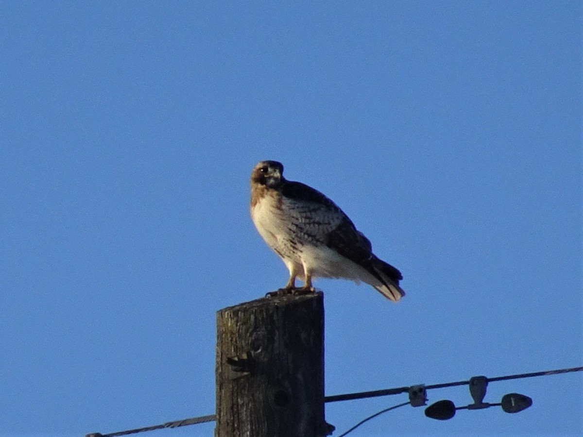 Red-tailed Hawk - ML311687871