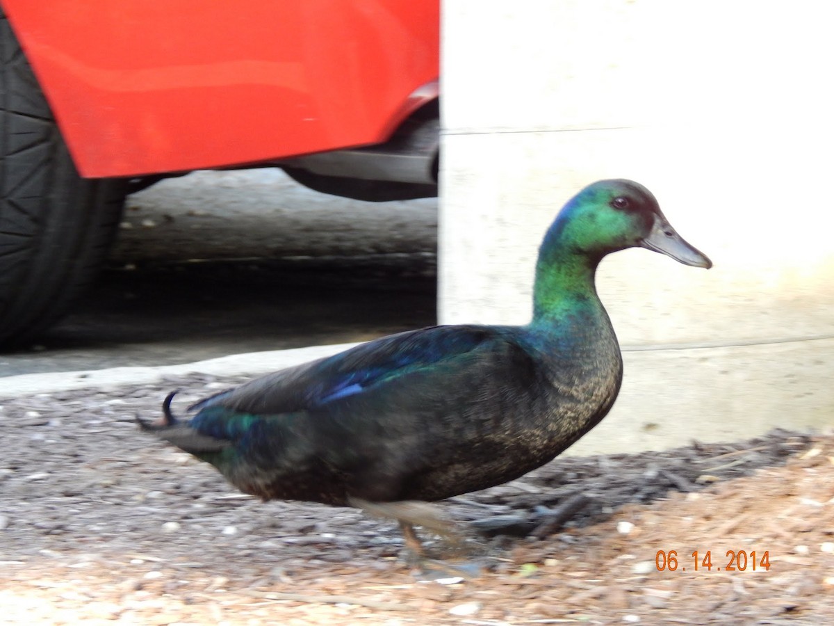 duck sp. - ML311688951