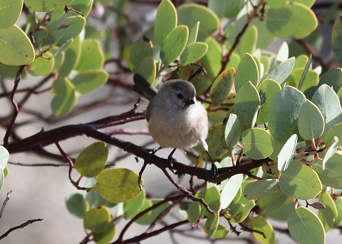 Bushtit - ML311688981