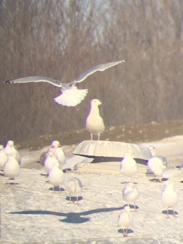 Glaucous Gull - ML311689531