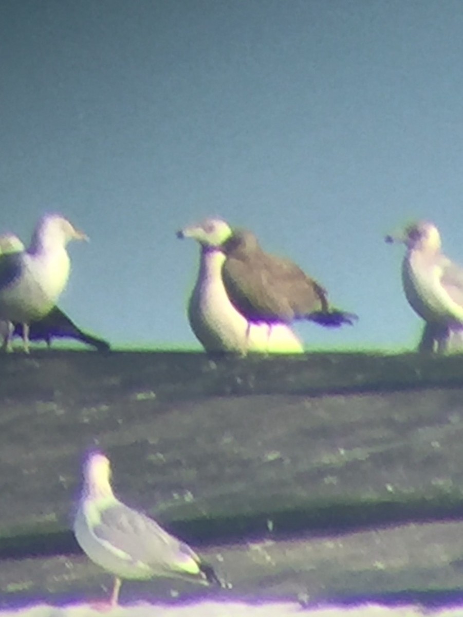 Glaucous Gull - ML311689541