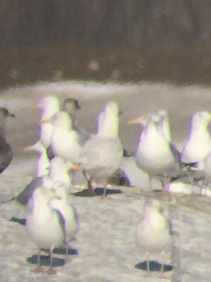 Glaucous Gull - ML311689551