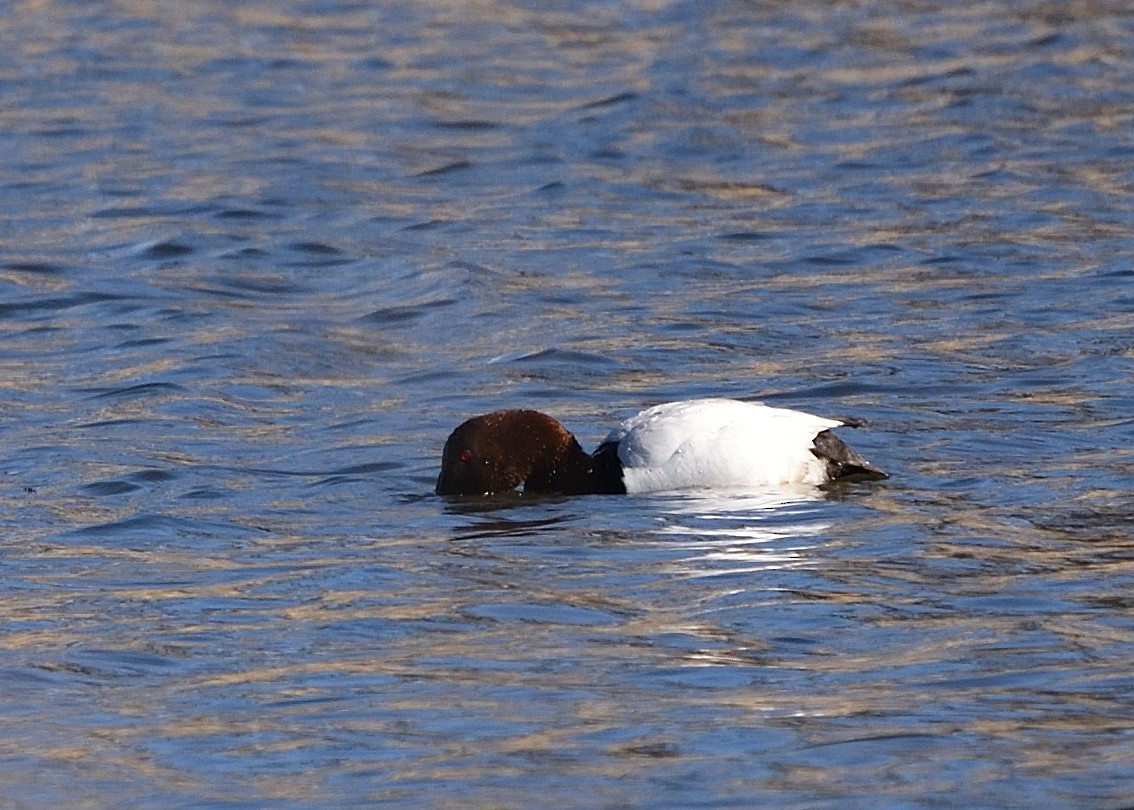 Canvasback - Barbara Peck