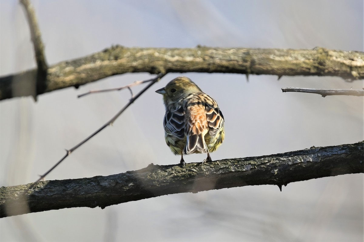 Yellowhammer - ML311691071