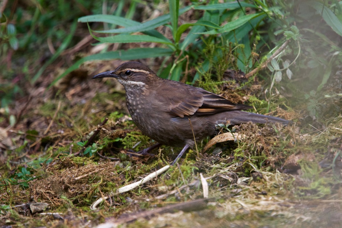 Royal Cinclodes - Jamie Baker