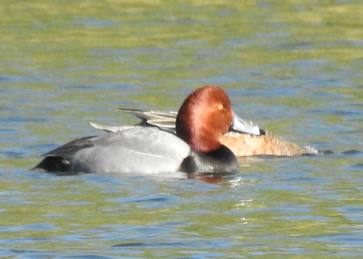 Fuligule à tête rouge - ML311692761