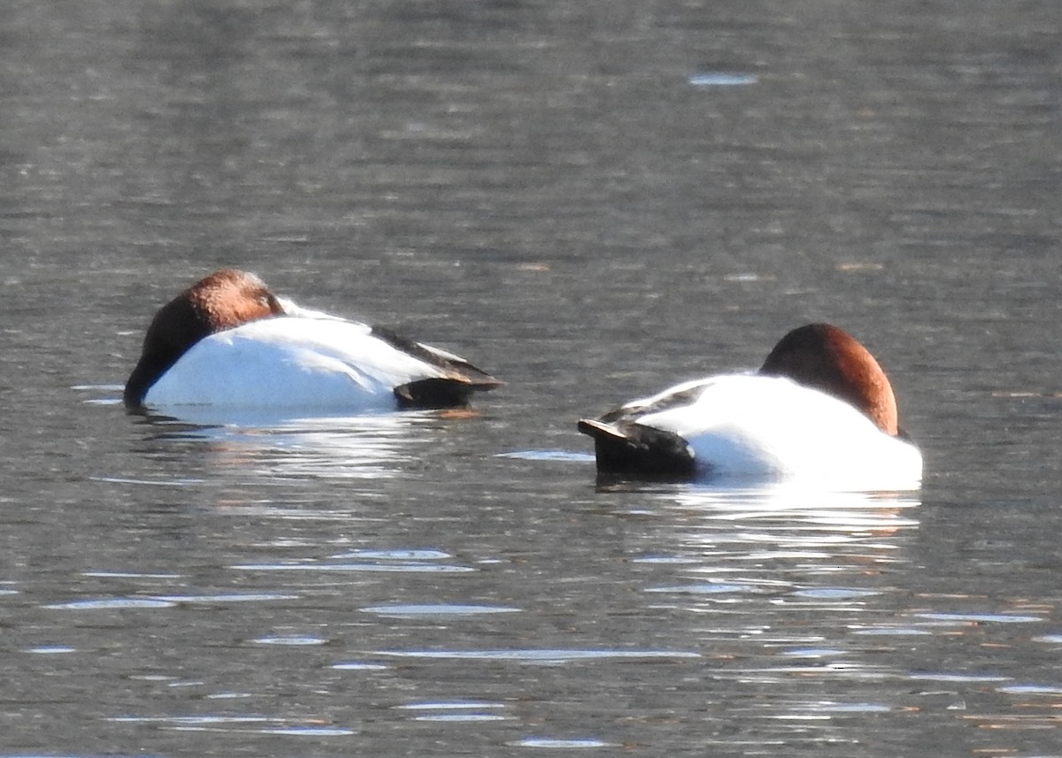 Canvasback - Barbara Peck