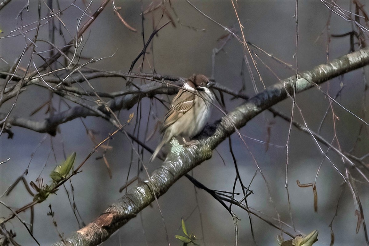 Eurasian Tree Sparrow - ML311693021