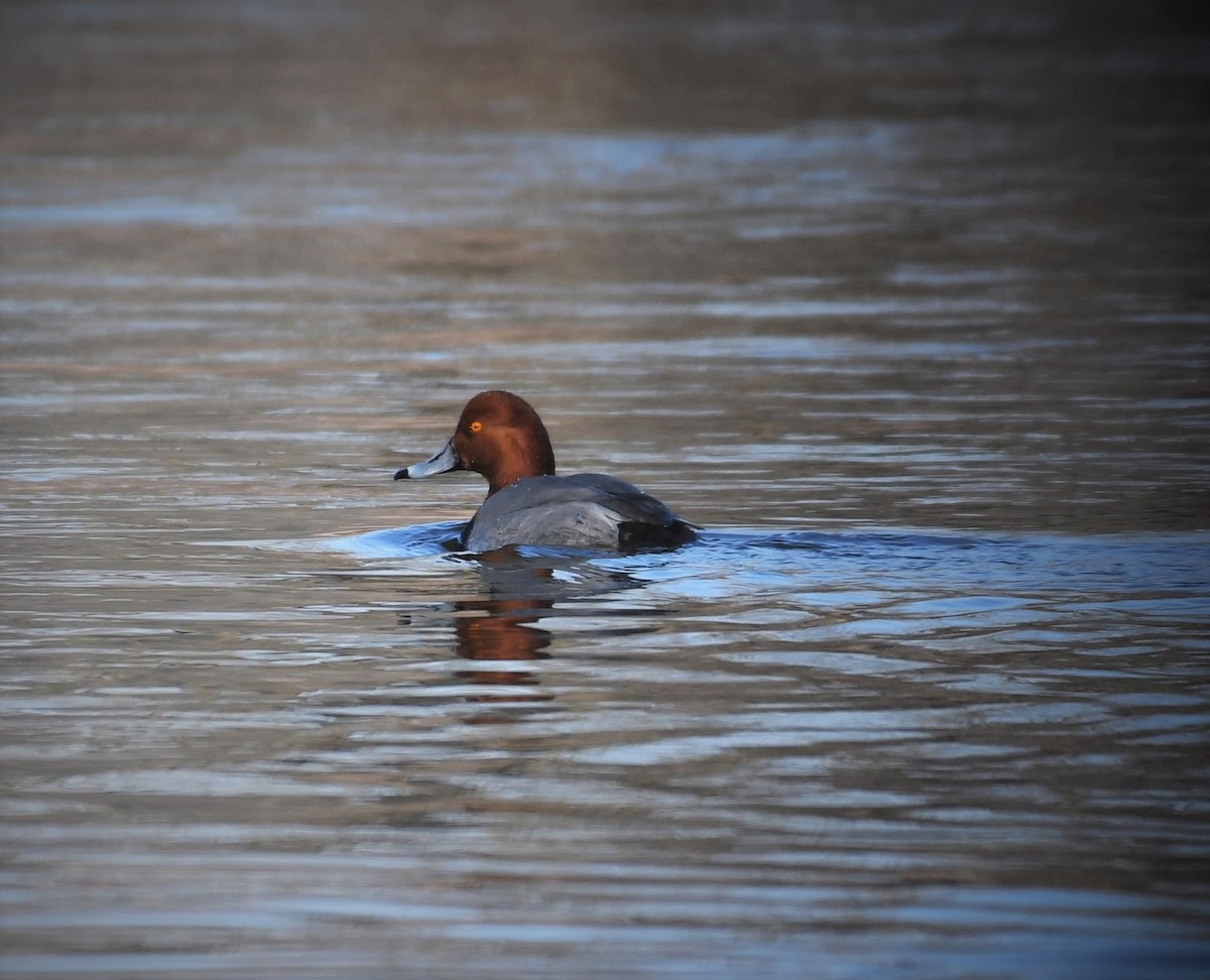 Redhead - Carol Hildebrand