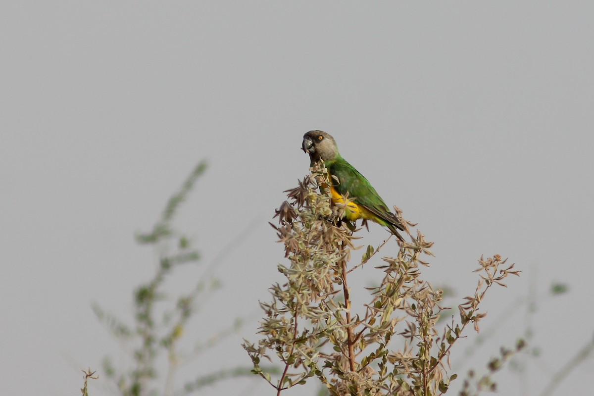 Senegal Parrot - ML311699061