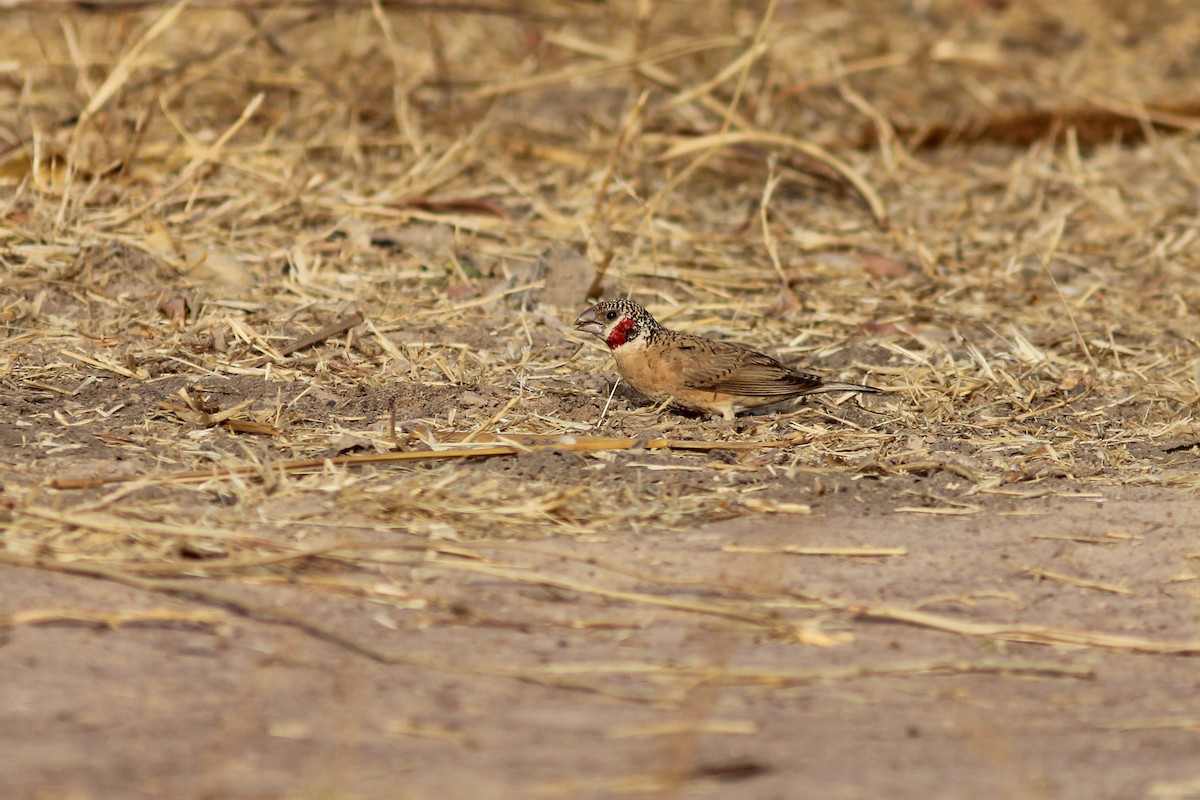 Cut-throat - ML311699081