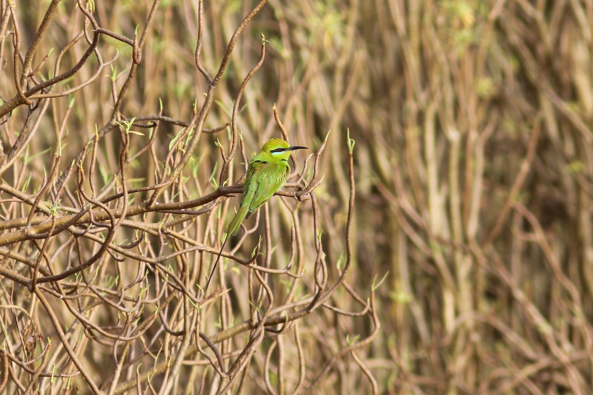 African Green Bee-eater - ML311700261