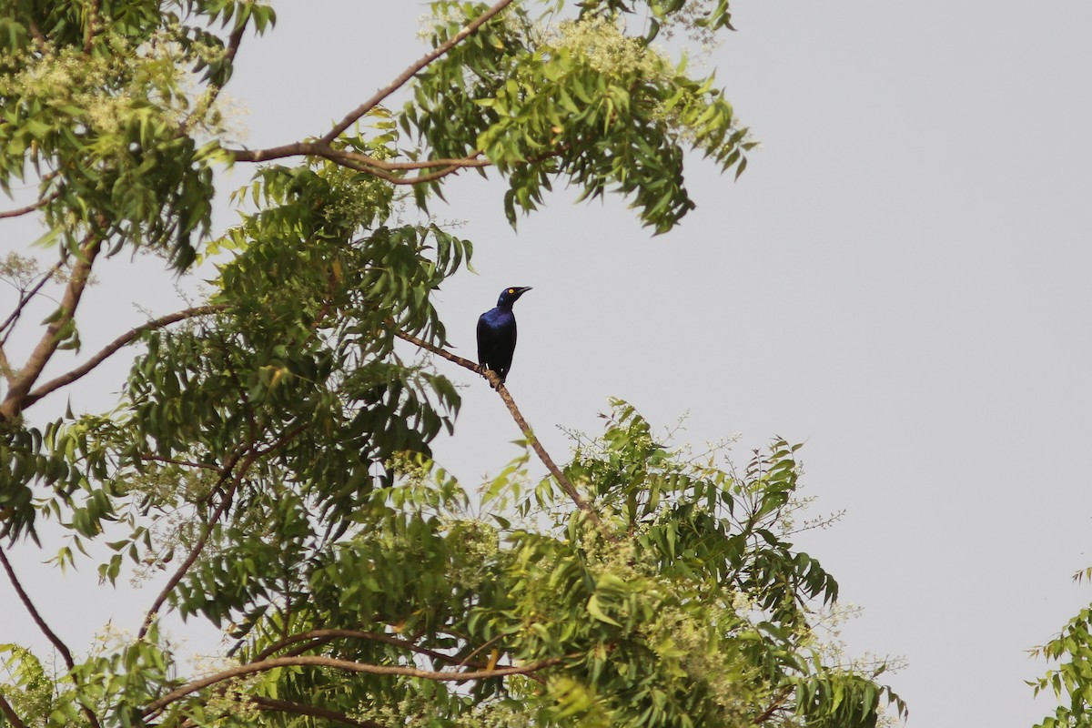 Purple Starling - ML311700881